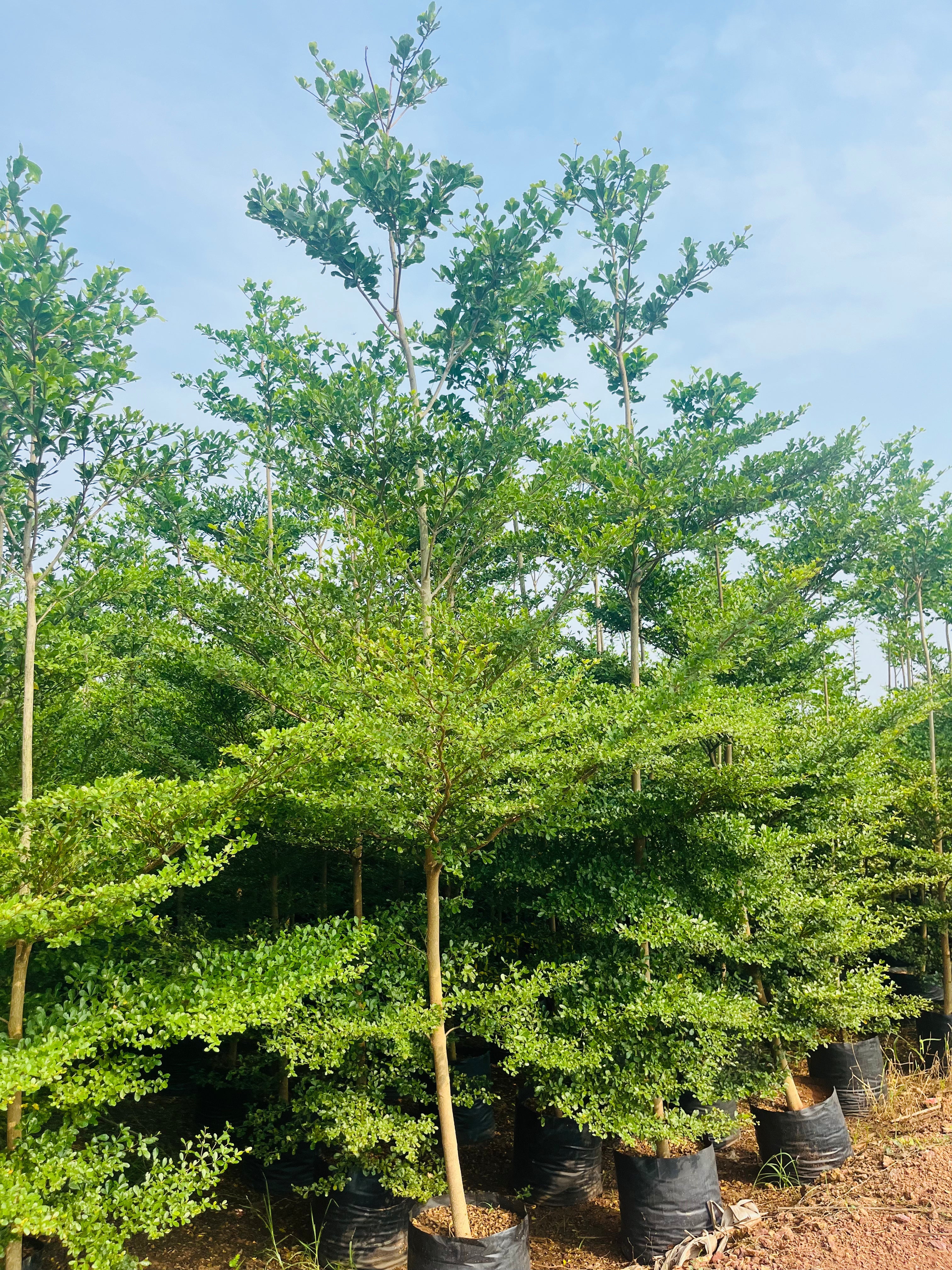 Terminalia Mini Terminalia Mantaly Green – Plantreey