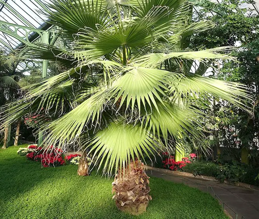 Washingtonia Filifera (Desert Fan Palm, California Fan Palm)