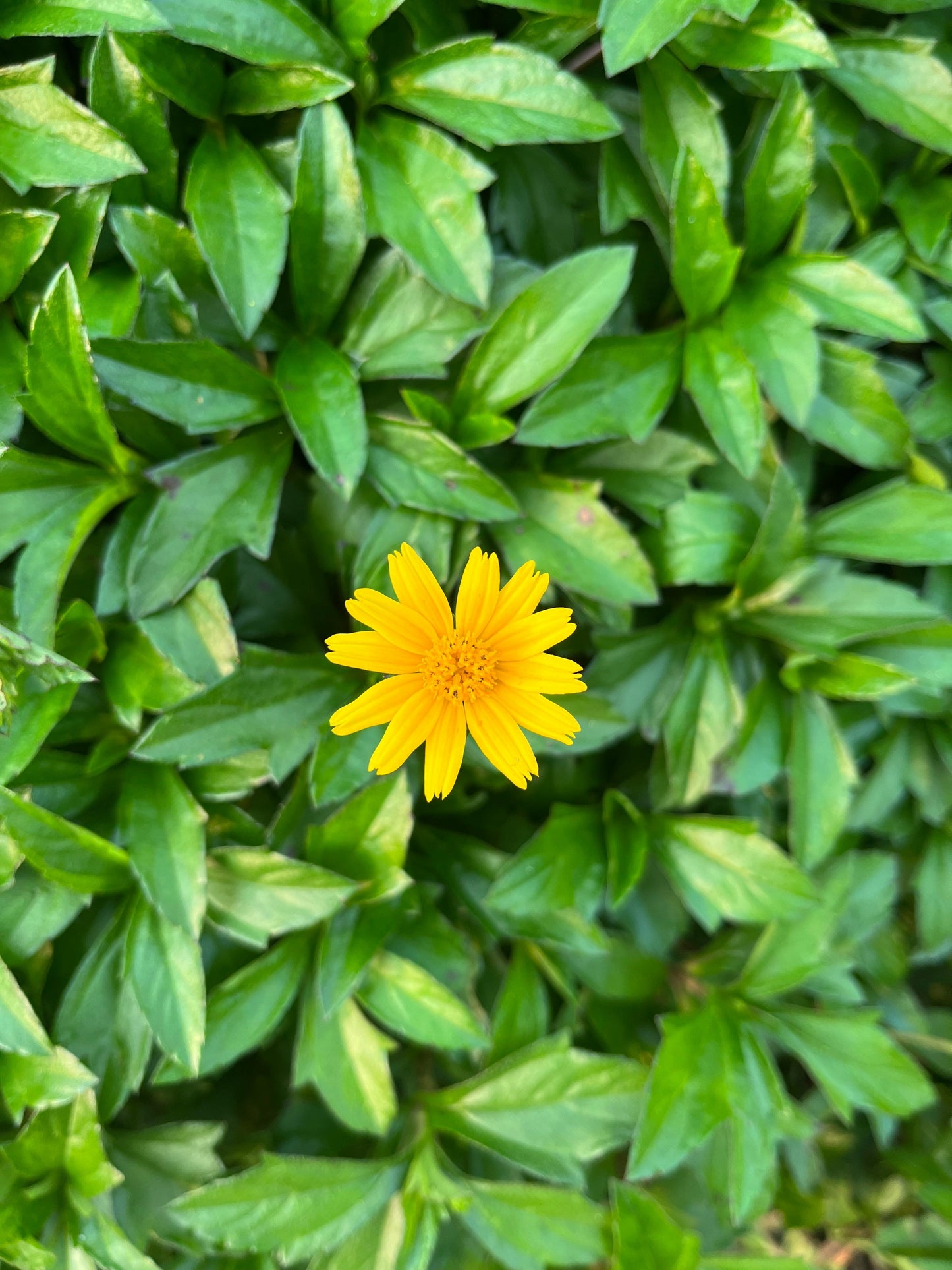 Wedelia Trilobata (Creeping Daisy, Yellow Dot)