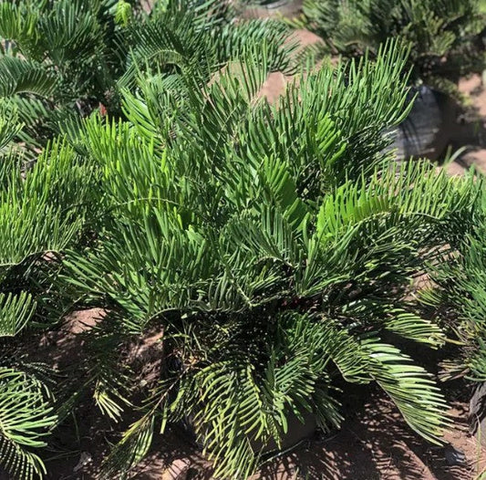 Zamia Integrifolia (Coontie, Florida Arrowroot)