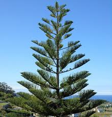 Araucaria (Norfolk Island Pine)