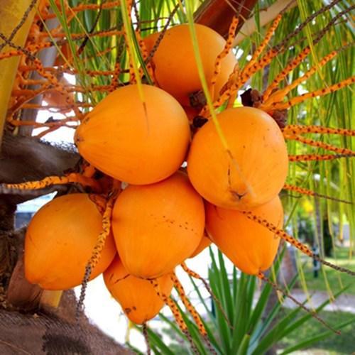 Coconut Ceylon (Ceylon Tall Coconut Palm)