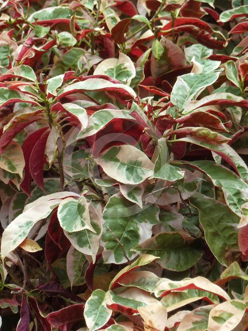 Excoecaria Bicolor (Chinese Croton)
