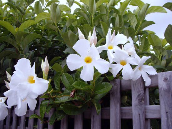 Mandevilla White (White Dipladenia)