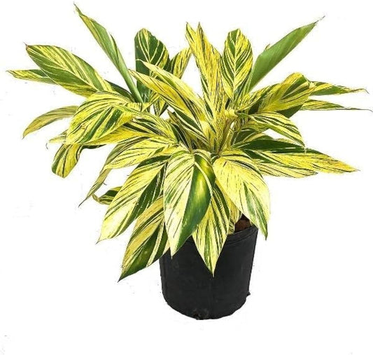 ALPINIA ZER UMBET VARIEGATA