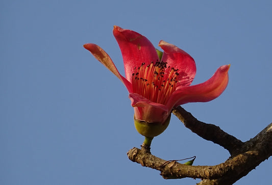 Bombax Ceiba (Silk Cotton Tree)