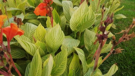 Canas Variegata (Variegated Canna Lily)