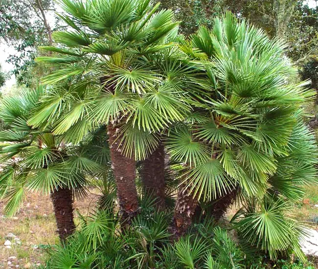 Chamaerops Humilis (European Fan Palm, Mediterranean Fan Palm)