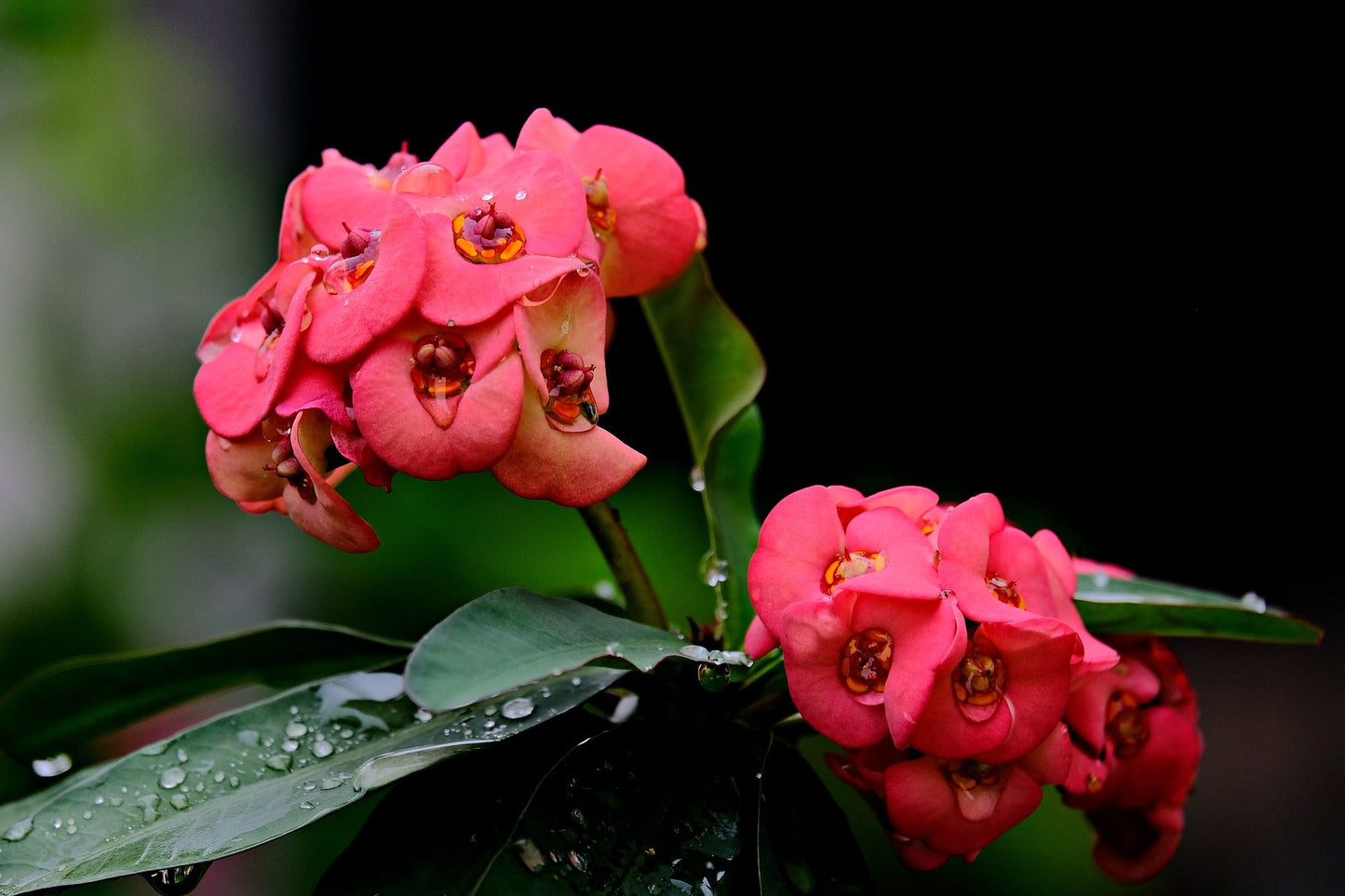 Euphorbia Milii (Crown of Thorns)