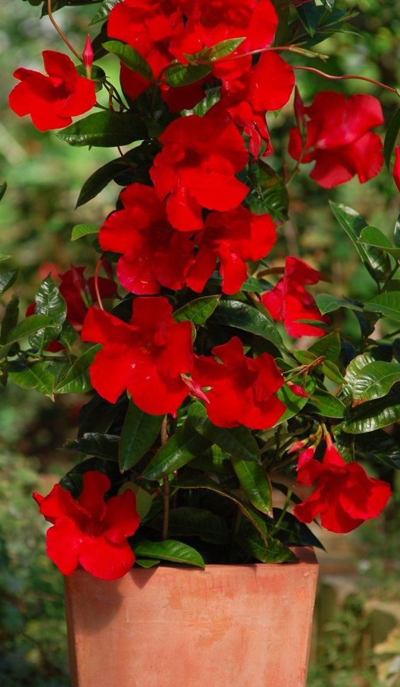 Mandevilla Red Double (Double Red Dipladenia)