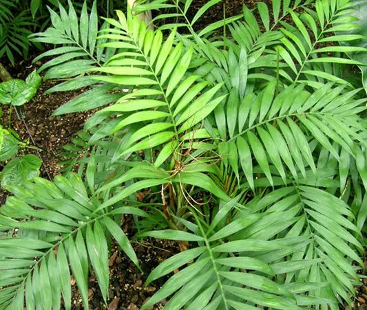 Chamaedorea Elegans (Bamboo Palm, Parlor Palm)