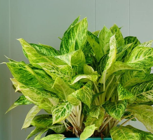 DIEFFENBACHIA