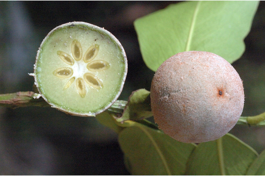 Diospyros Peregrina (Indian Persimmon)