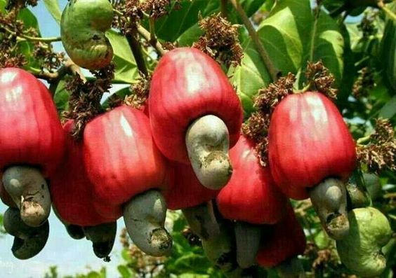 Cashew (Kaju)