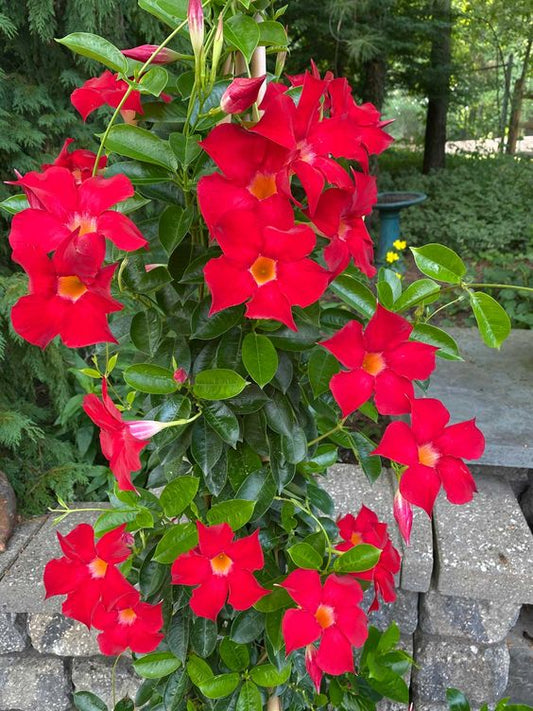 Mandevilla Red (Red Dipladenia)