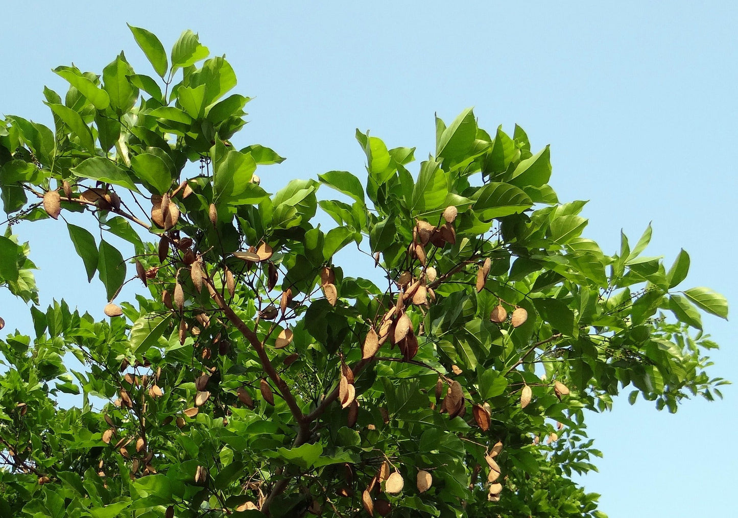 Millettia Pinnata (Indian Beech)