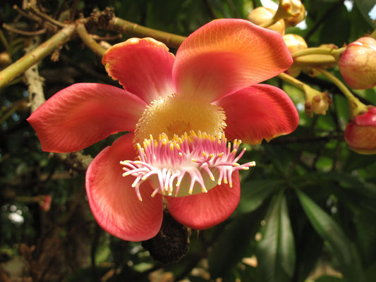 Couroupita Guianensis (Cannonball Tree)