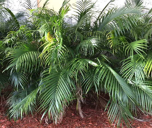 Chamaedorea Cataractarum (Cat Palm, Cascade Palm)