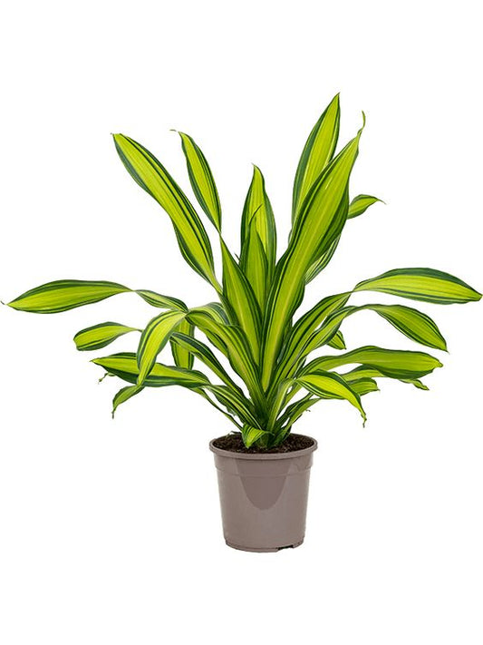 DRACAENA FRAGRANS VICTORIAE