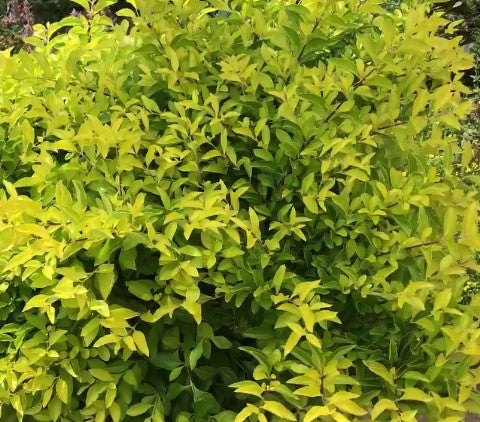 Duranta Erecta Gold (Golden Dewdrop, Skyflower)