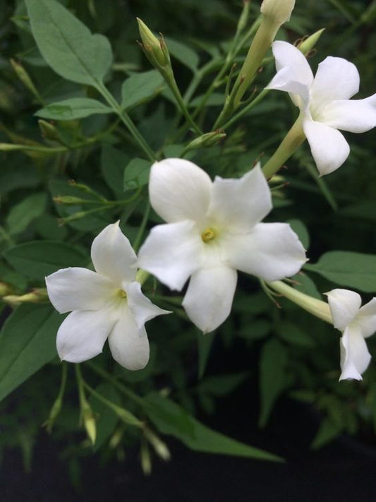 Jasminum (Jasmine)