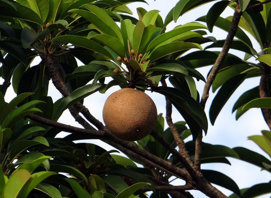 Kalapathi Sapota