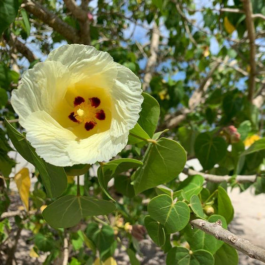 Thespesia Populnea (Portia Tree)