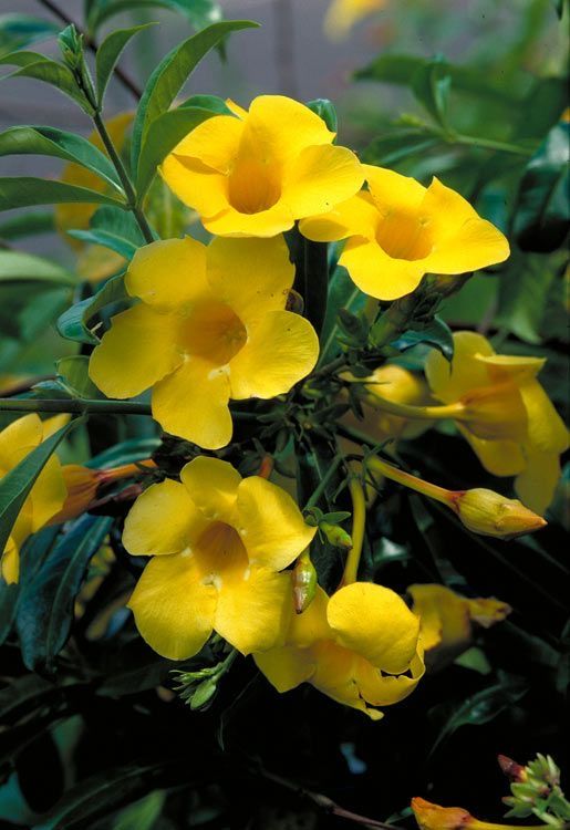 Allamonda Nerifolia (Bush Allamanda)