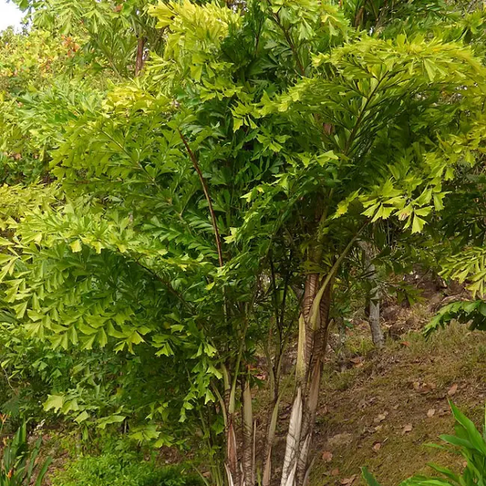 Caryota Urens (Fishtail Palm, Toddy Palm)