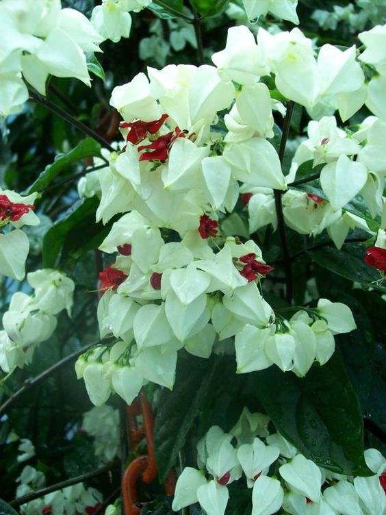 Clerodendrum Thompsonae (Bleeding Heart Vine)