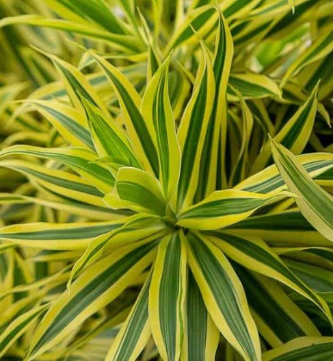 Dracaena Reflexa �������������ï¿