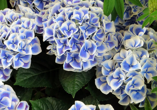 HYDRANGEA MACROPHYLLA