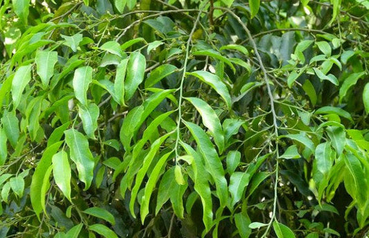 Putranjiva Roxburghii (Putranjiva)