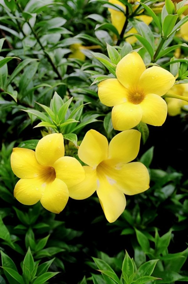 Allamanda Yellow (Golden Trumpet)