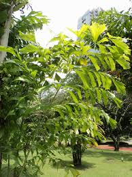 Caryota Mitis (Clustered Fishtail Palm)