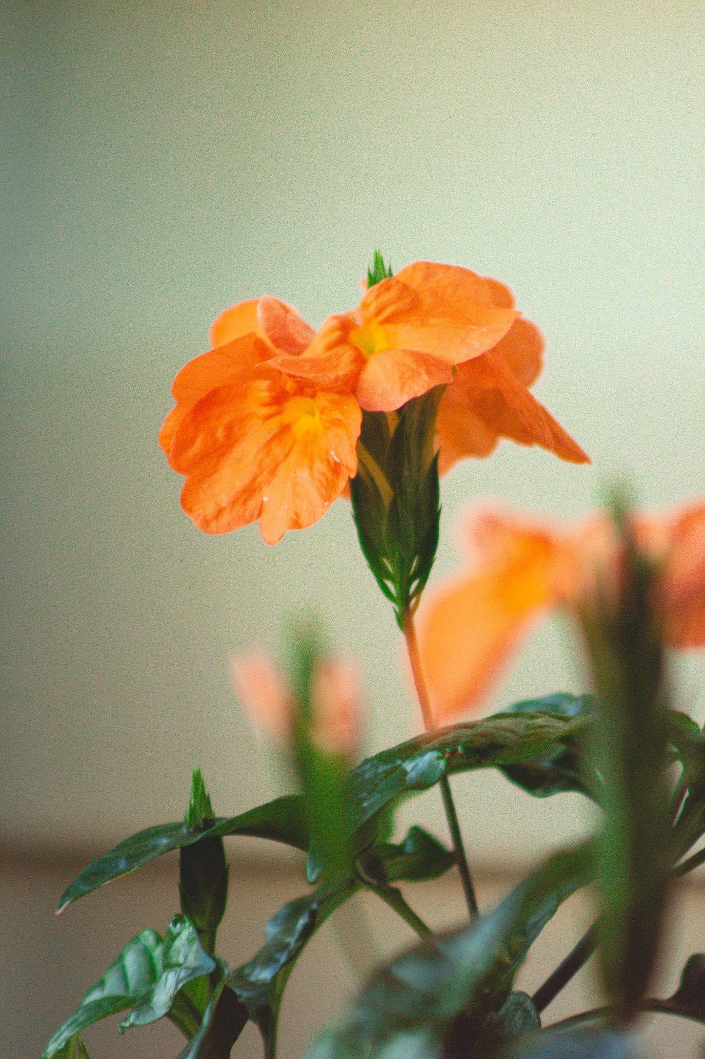 Crossandra Varieties (Firecracker Flower)