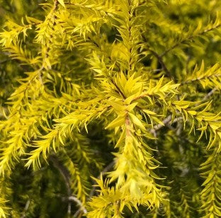 Melaleuca Gold (Golden Melaleuca)