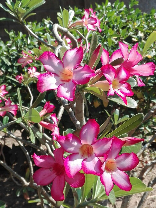 Adenium (Desert Rose)