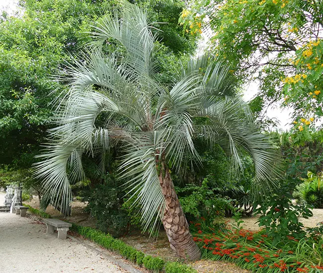 Butia Capitata (Pindo Palm, Jelly Palm)