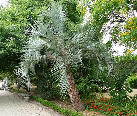 Butia Capitata (Pindo Palm, Jelly Palm)