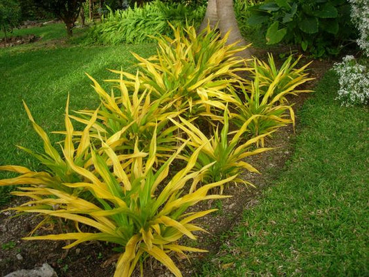 Crinum Lily Golden (Golden Crinum Lily)