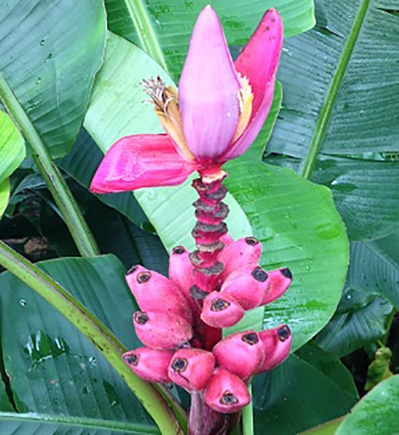 Musa Banana Dwarf Pink (Dwarf Pink Banana)