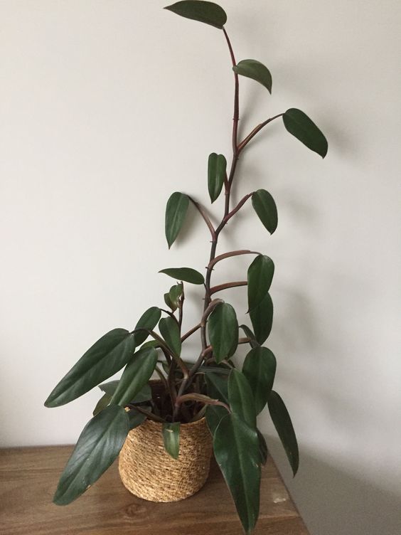 PHILODENDRON EMERALD DUKE