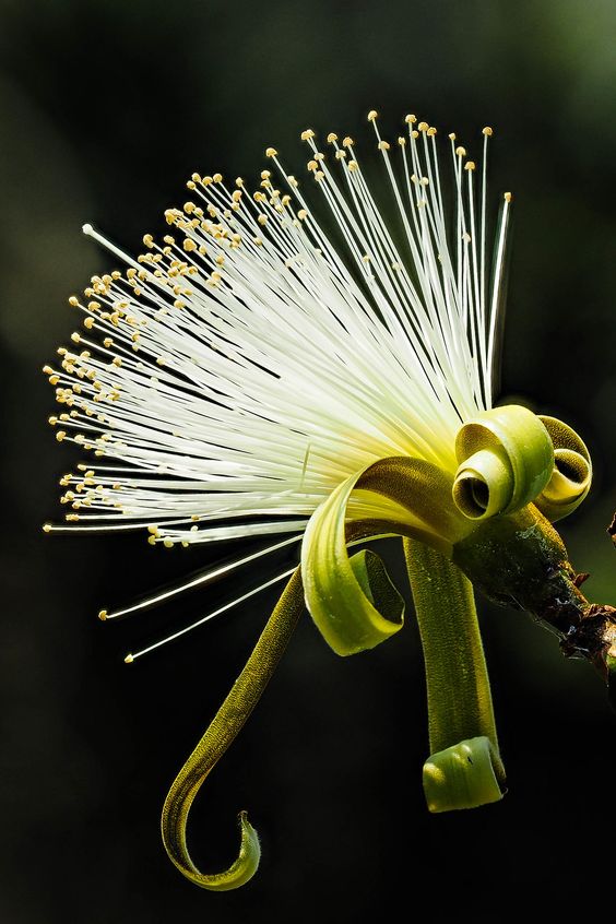 Pseudo Bombax Ellipticum (Shaving Brush Tree)