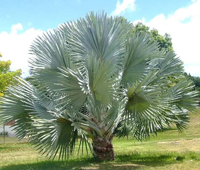 Bismarckia Nobilis Silver (Silver Bismarck Palm)