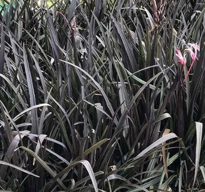 Crinum Lily Black (Black Crinum Lily)