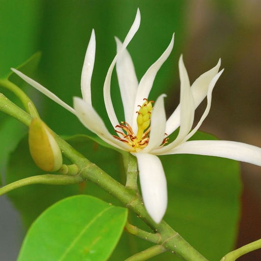 Michelia Champa Alba (White Champaca)