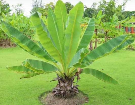 Mussa Ornamental (Ornamental Banana)