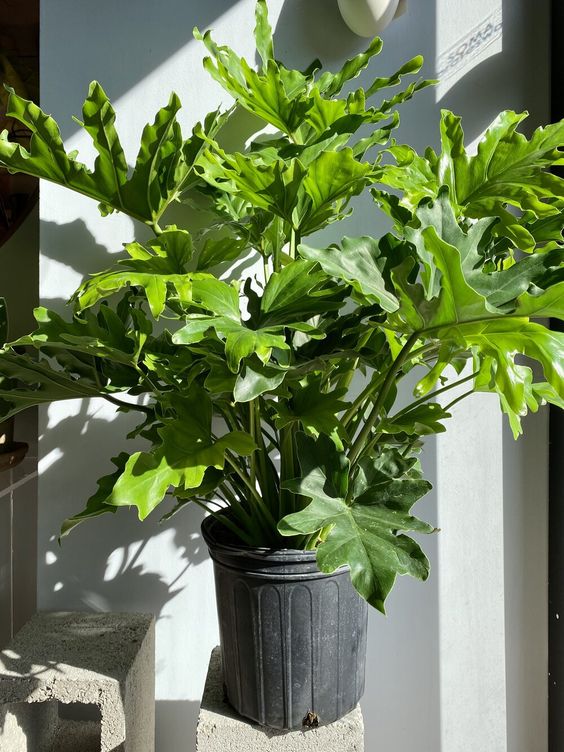 PHILODENDRON HOPE