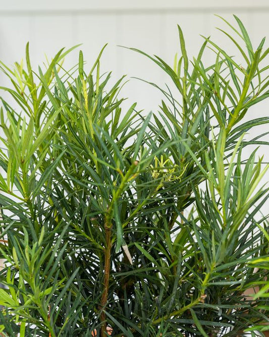 Podocarpus Macrophyllus (Buddhist Pine)